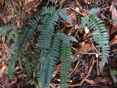 Polystichum hancockii, photographed by 呂一起(Lyu yi-chi)