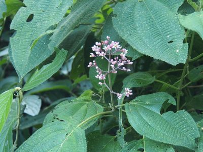 Miconia subcrustulata, photographed by Lena Struwe