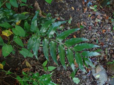Cyrtomium devexiscapulae, photographed by 呂一起(Lyu yi-chi)