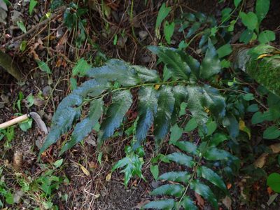 Cyrtomium devexiscapulae, photographed by 呂一起(Lyu yi-chi)