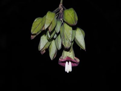 Merinthopodium neuranthum, photographed by Lena Struwe