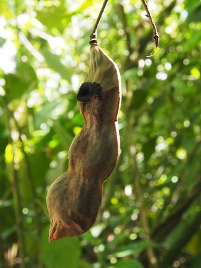 Mucuna holtonii, photographed by Lena Struwe