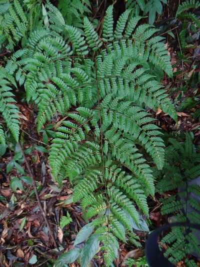 Dryopteris hendersonii, photographed by 呂一起(Lyu yi-chi)