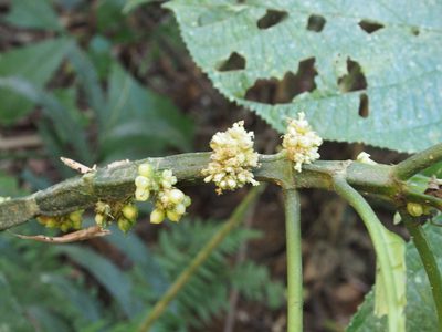 Notopleura capitata, photographed by Lena Struwe