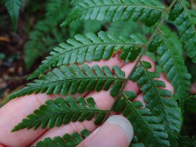 Dryopteris hendersonii, photographed by 呂一起(Lyu yi-chi)
