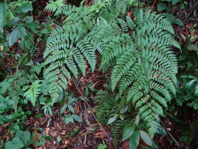 Dryopteris hendersonii, photographed by 呂一起(Lyu yi-chi)