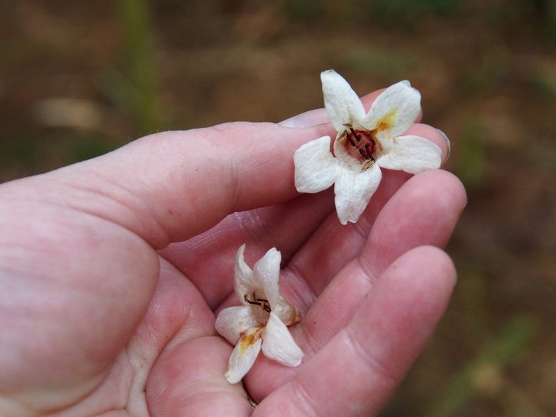 Bravaisia integerrima, photographed by Lena Struwe