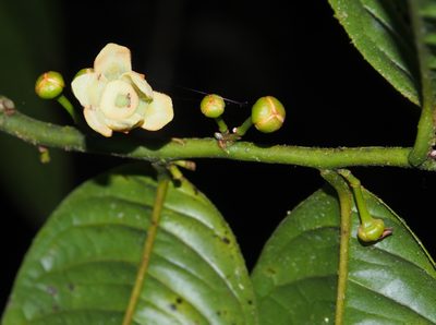 Guatteria amplifolia, photographed by Lena Struwe