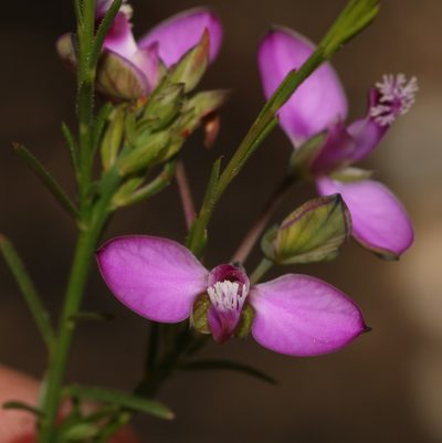 Polygala umbellata, photographed by Brian du Preez