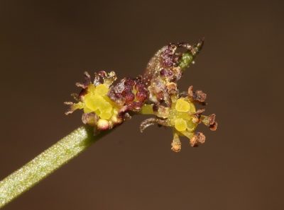 Adenocline pauciflora, photographed by Brian du Preez