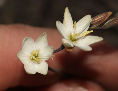 Geissorhiza juncea, photographed by Brian du Preez