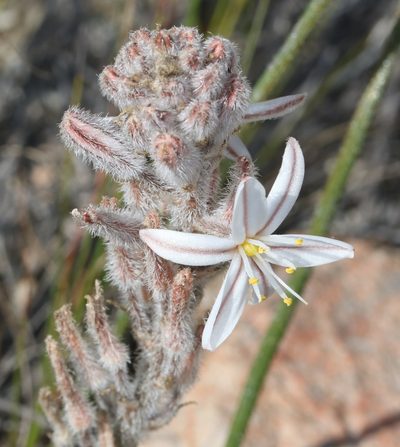 Trachyandra hirsutiflora, photographed by Brian du Preez