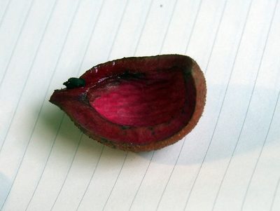 Protium pittieri, photographed by Lena Struwe