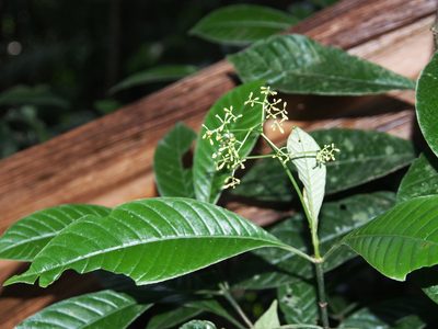 Psychotria marginata, photographed by Lena Struwe