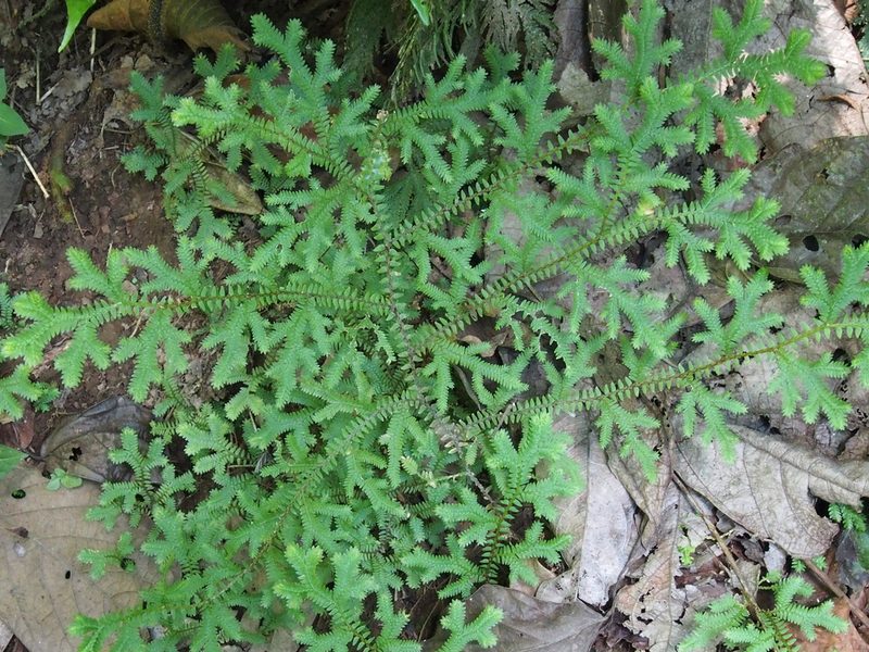 Selaginella eurynota, photographed by Lena Struwe