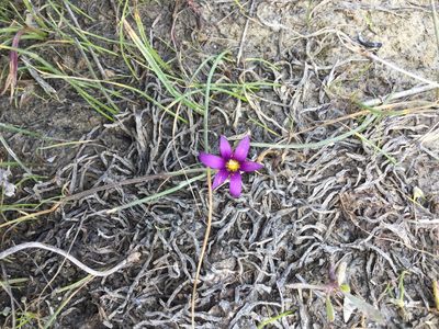 Romulea tempskyana, photographed by mjopocock