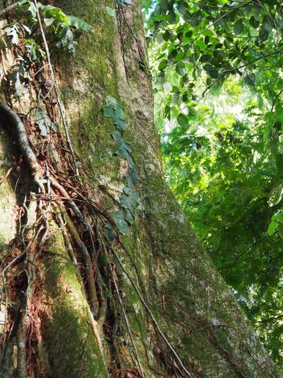 Terminalia oblonga, photographed by Lena Struwe