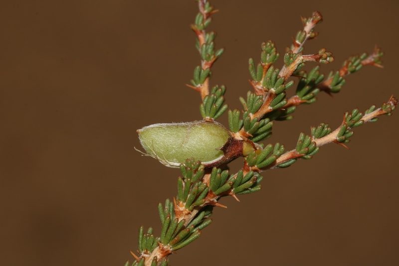 Aspalathus rycroftii, photographed by Brian du Preez