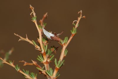 Aspalathus rycroftii, photographed by Brian du Preez
