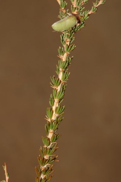 Aspalathus rycroftii, photographed by Brian du Preez