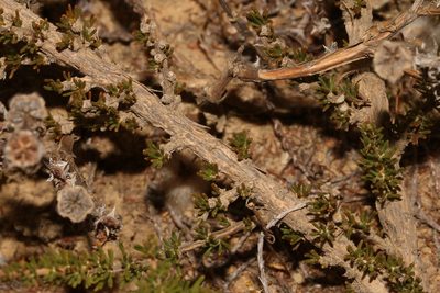 Aspalathus rycroftii, photographed by Brian du Preez
