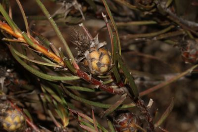 Protea odorata, photographed by Brian du Preez