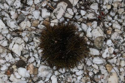 Ficinia overbergensis, photographed by Brian du Preez