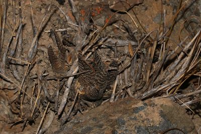 Haworthiopsis venosa, photographed by Brian du Preez