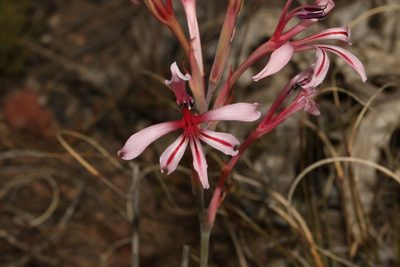 Tritoniopsis revoluta, photographed by Brian du Preez
