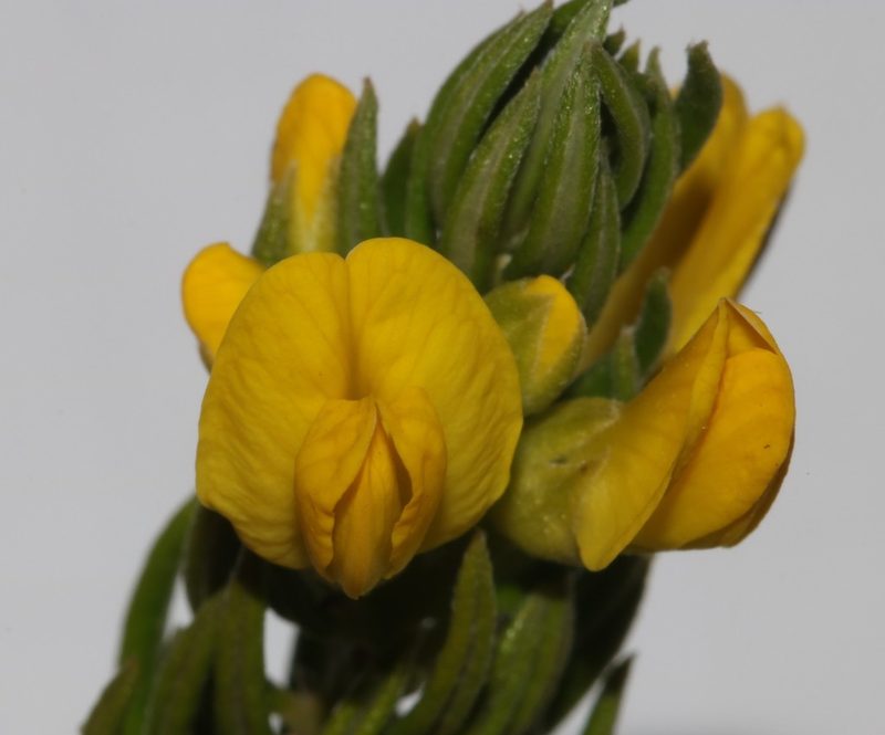 Xiphotheca rosmarinifolia, photographed by Brian du Preez
