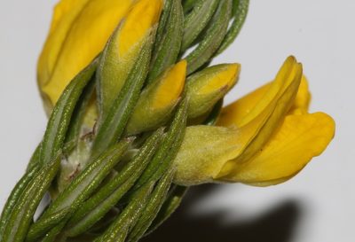 Xiphotheca rosmarinifolia, photographed by Brian du Preez