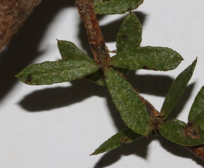 Psoralea curtisiae, photographed by Brian du Preez