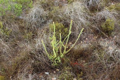 Leucadendron coriaceum, photographed by Brian du Preez