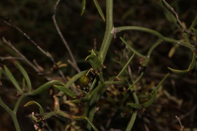 Asparagus striatus, photographed by Brian du Preez