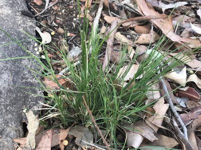 Lomandra pauciflora, photographed by Ann Bentley