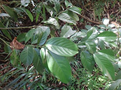 Diospyros maritima, photographed by 呂一起(Lyu yi-chi)