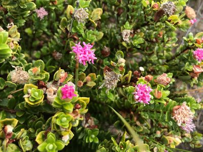 Pimelea ferruginea, photographed by Cal Wood