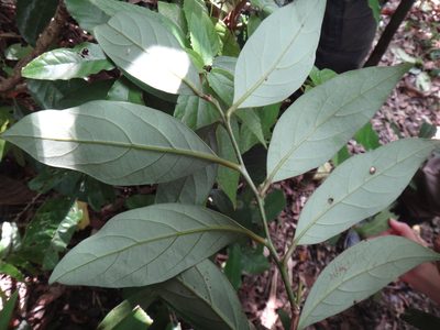 Cryptocarya concinna, photographed by 呂一起(Lyu yi-chi)
