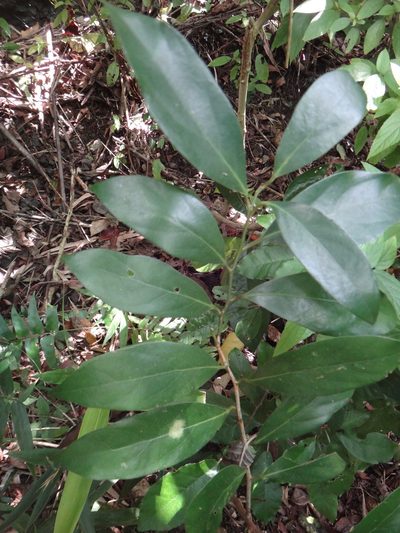 Cryptocarya concinna, photographed by 呂一起(Lyu yi-chi)