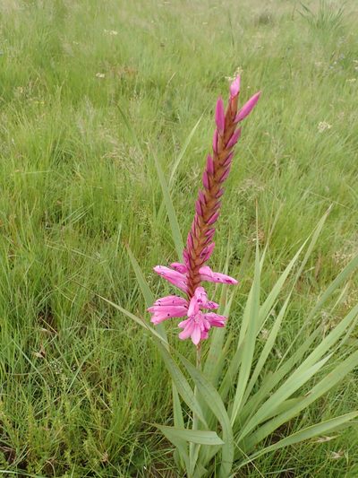 Watsonia confusa, photographed by Peter Warren