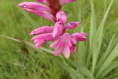 Watsonia confusa, photographed by Peter Warren