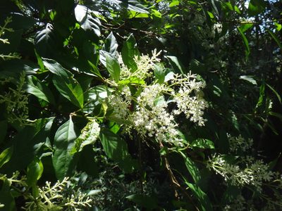 Wendlandia formosana, photographed by 呂一起(Lyu yi-chi)