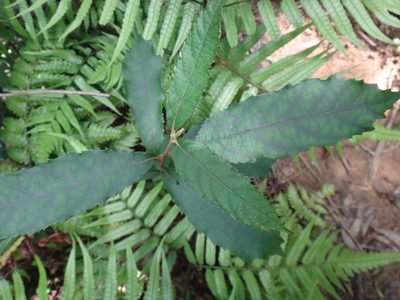 Callicarpa remotiserrulata, photographed by 呂一起(Lyu yi-chi)