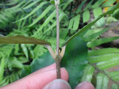 Callicarpa remotiserrulata, photographed by 呂一起(Lyu yi-chi)
