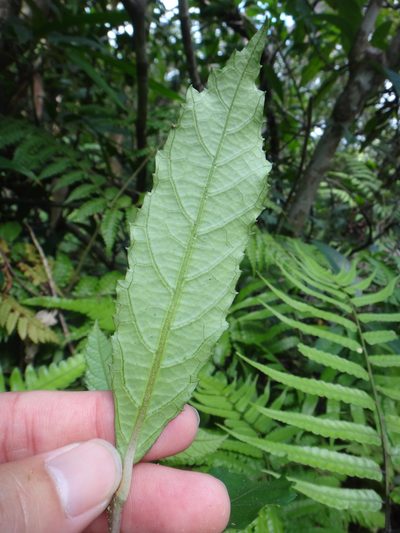Callicarpa remotiserrulata, photographed by 呂一起(Lyu yi-chi)