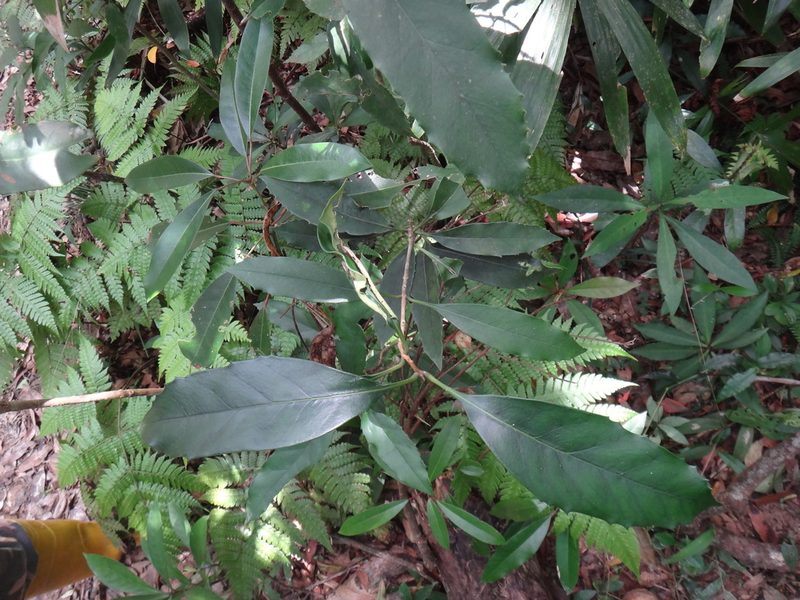 Chengiodendron marginatum, photographed by 呂一起(Lyu yi-chi)