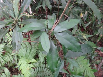 Chengiodendron marginatum, photographed by 呂一起(Lyu yi-chi)