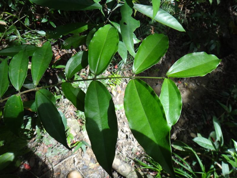 Strychnos cathayensis, photographed by 呂一起(Lyu yi-chi)