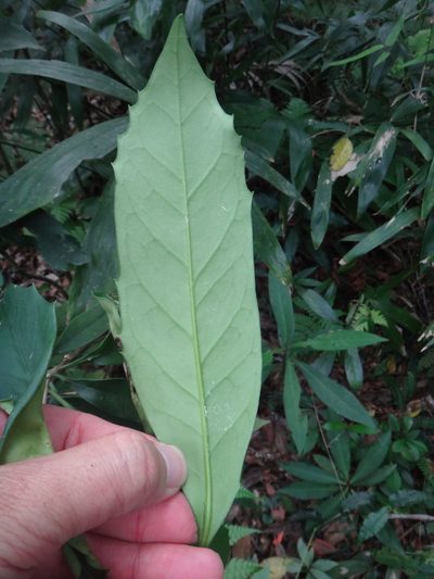 Chengiodendron marginatum, photographed by 呂一起(Lyu yi-chi)