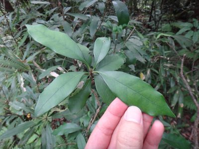 Chengiodendron marginatum, photographed by 呂一起(Lyu yi-chi)
